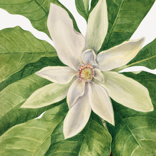 Umbrella Tree (Magnolia tripetala) (1932) by Mary Vaux Walcott