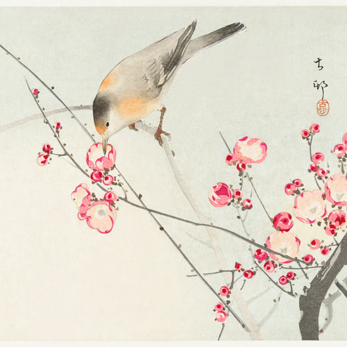 Songbird on blossom branch (1900 - 1936) by Ohara Koson