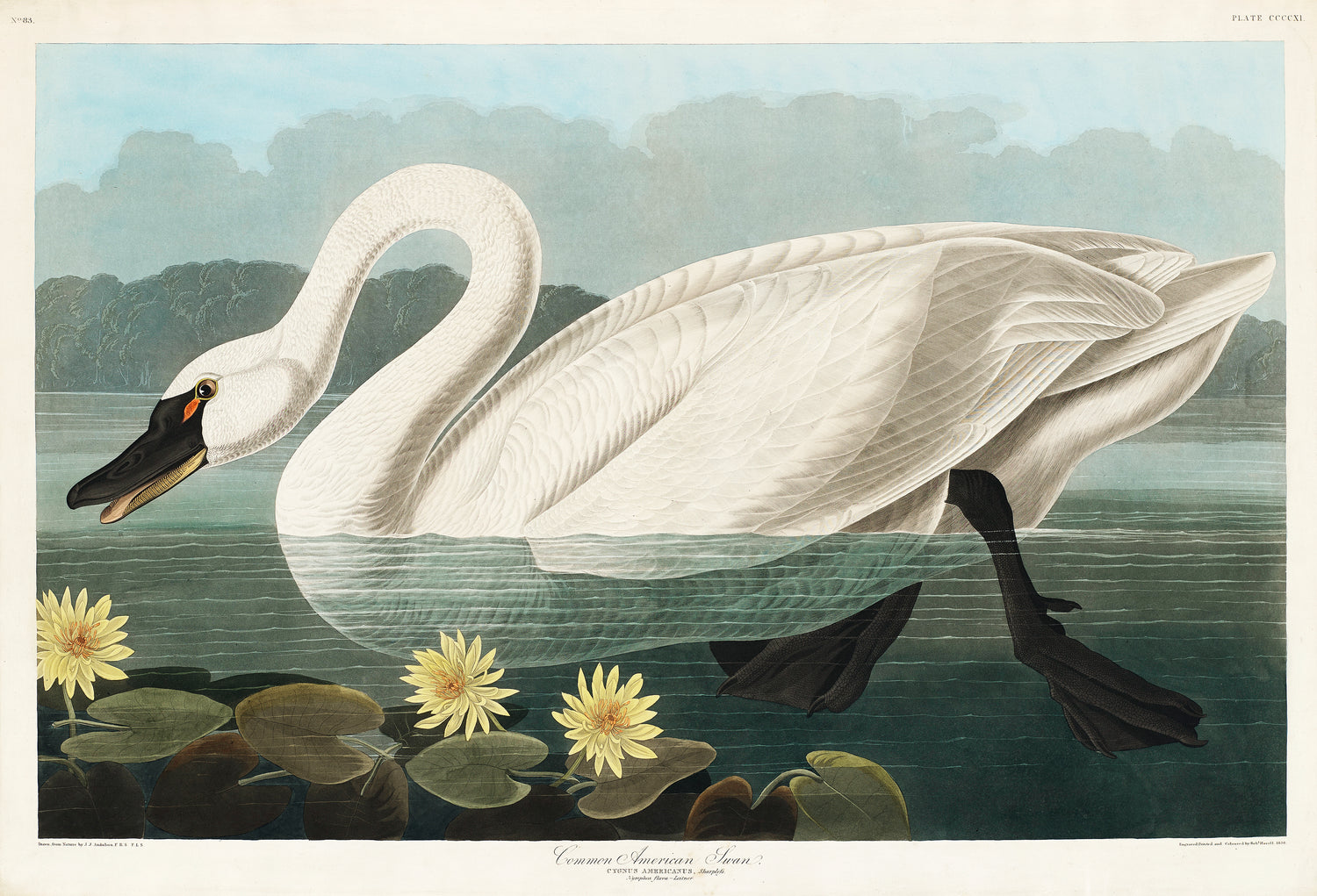 Birds of America (1827) by John James Audubon