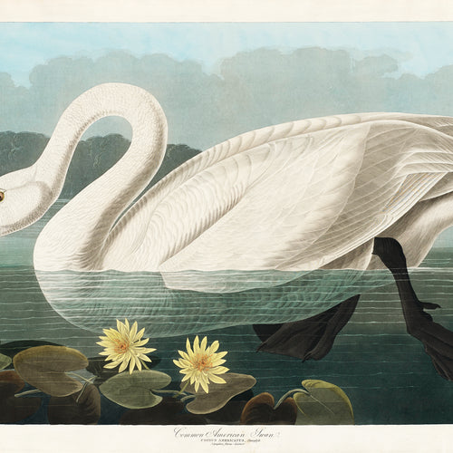 Birds of America (1827) by John James Audubon