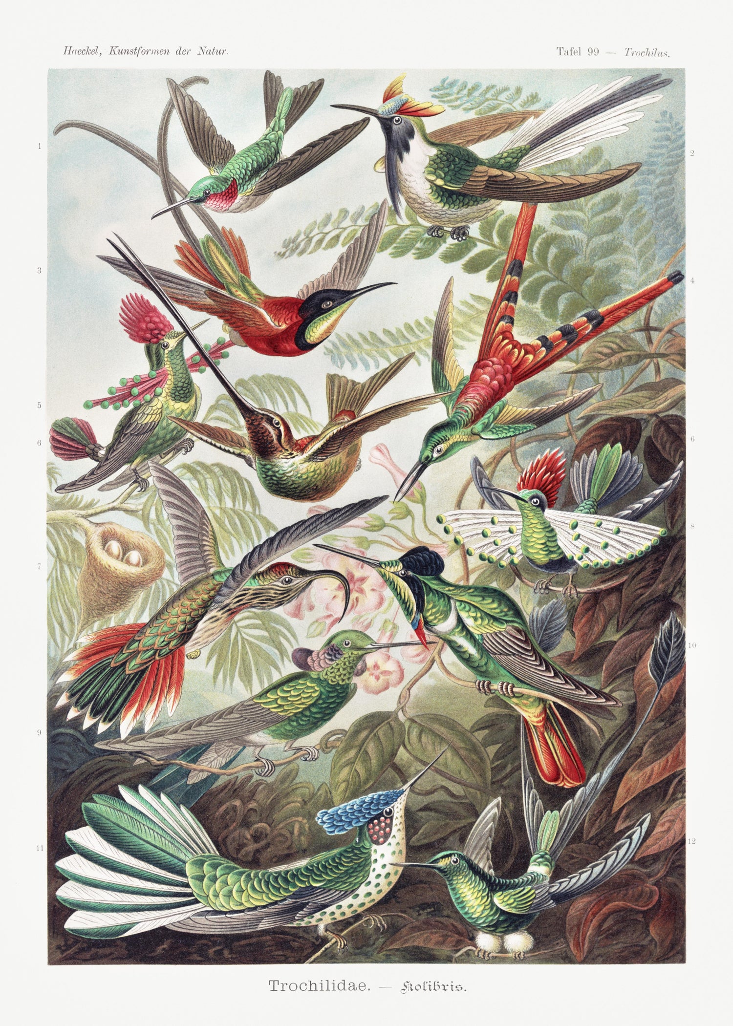 Trochilidae-Kolibris from Kunstformen der Natur (1904) by Ernst Haeckel