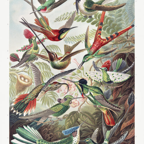 Trochilidae-Kolibris from Kunstformen der Natur (1904) by Ernst Haeckel