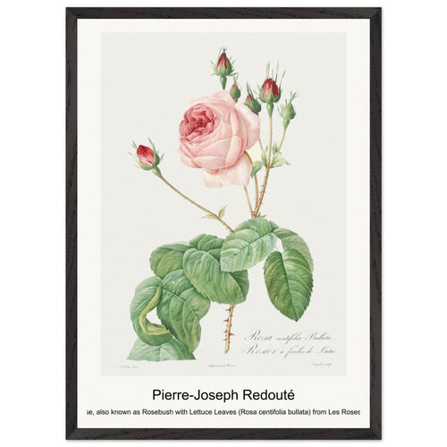 Cabbage Rose, also known as Rosebush with Lettuce Leaves (Rosa centifolia bullata) from Les Roses (1817-1824) by Pierre-Joseph Redouté. Archival Print on Museum Quality Matte Paper. Premium Wood Framed Wall Art. Optimised Aspect Ratio.