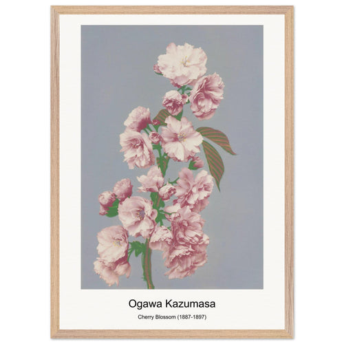 Cherry Blossom (1887-1897) by Ogawa Kazumasa. Archival Print on Museum Quality Matte Paper. Premium Wood Framed Wall Art. Original Aspect Ratio