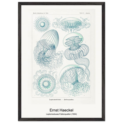 Leptomedusae-Faltenquallen (1904) by Ernst Haeckel. Archival Print on Museum Quality Matte Paper. Premium Wood Framed Wall Art. Optimised Aspect Ratio.