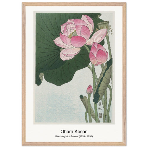Blooming lotus flowers (1920 - 1930) by Ohara Koson. Archival Print on Museum Quality Matte Paper. Premium Wood Framed Wall Art. Optimised Aspect Ratio.