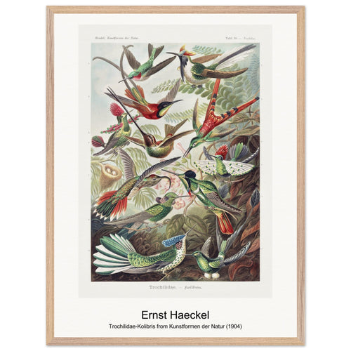 Trochilidae-Kolibris from Kunstformen der Natur (1904) by Ernst Haeckel. Archival Print on Museum Quality Matte Paper. Premium Wood Framed Wall Art. Optimised Aspect Ratio.