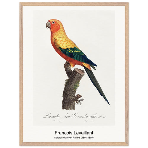 Natural History of Parrots (1801-1805) by François Levaillant. Archival Print on Museum Quality Matte Paper. Premium Wood Framed Wall Art. Optimised Aspect Ratio.