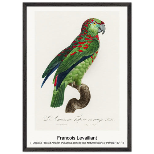 The Turquoise-Fronted Amazon (Amazona aestiva) from Natural History of Parrots (1801-1805) by François Levaillant. Archival Print on Museum Quality Matte Paper. Premium Wood Framed Wall Art. Optimised Aspect Ratio.