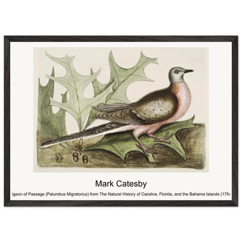 Pigeon of Passage (Palumbus Migratorius) from The Natural History of Carolina, Florida, and the Bahama Islands (1754) by Mark Catesby. Archival Print on Museum Quality Matte Paper. Premium Wood Framed Wall Art. Original Aspect Ratio