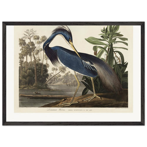 Louisiana Heron from Birds of America (1827) by John James Audubon. Archival Print on Museum Quality Matte Paper. Premium Wood Framed Wall Art. Original Aspect Ratio