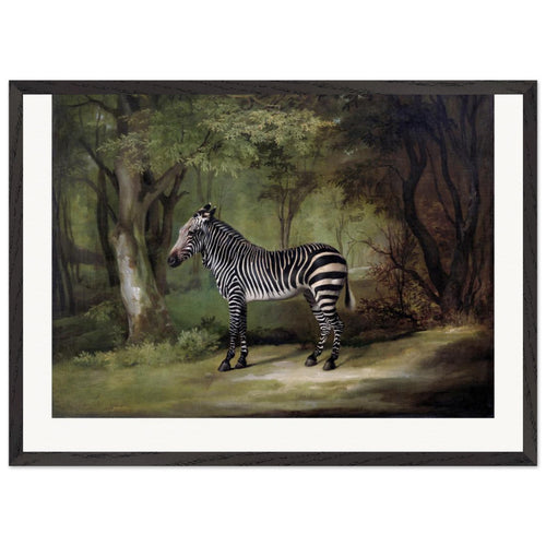 Zebra (1763) by George Stubbs. Archival Print on Museum Quality Matte Paper. Premium Wood Framed Wall Art. Original Aspect Ratio