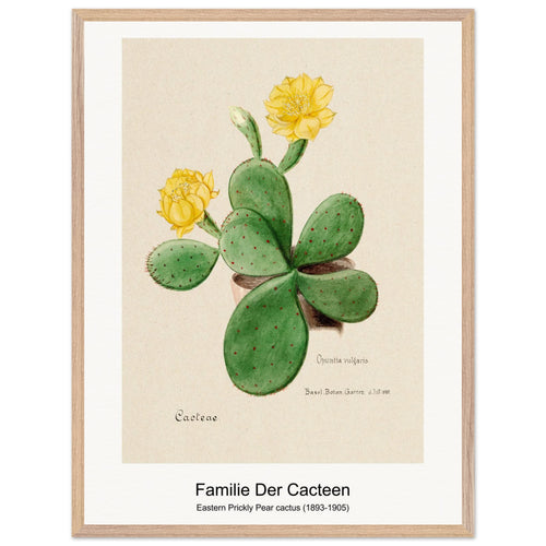 Eastern Prickly Pear cactus (1893-1905) by Familie Der Cacteen. Archival Print on Museum Quality Matte Paper. Premium Wood Framed Wall Art. Optimised Aspect Ratio.