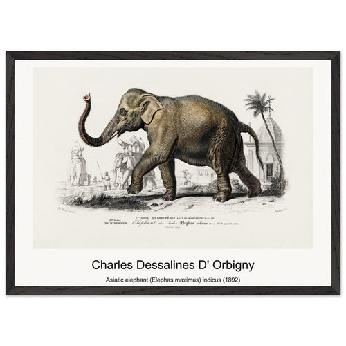 Asiatic elephant (Elephas maximus) indicus (1892) by Charles Dessalines D' Orbigny. Archival Print on Museum Quality Matte Paper. Premium Wood Framed Wall Art. Original Aspect Ratio