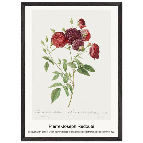 Rosebush with almost violet flowers (Rosa indica subviolacea) from Les Roses (1817-1824) by Pierre-Joseph Redouté. Archival Print on Museum Quality Matte Paper. Premium Wood Framed Wall Art. Optimised Aspect Ratio.