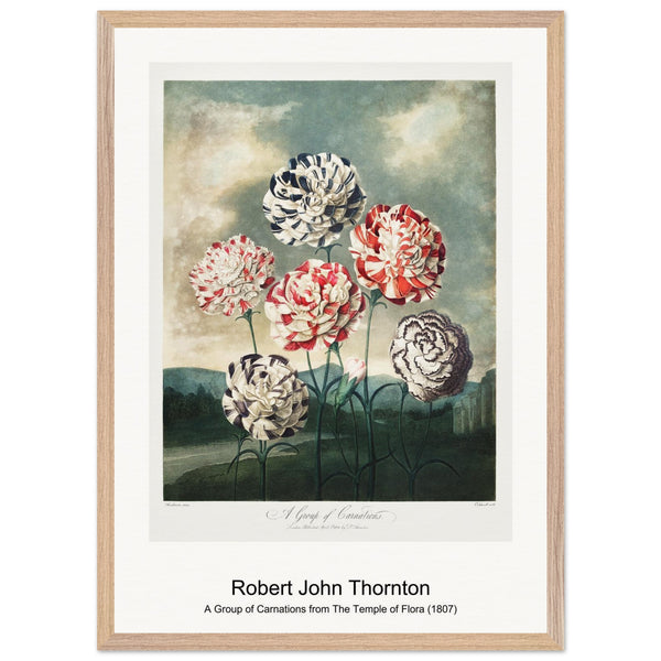 A Group of Carnations from The Temple of Flora (1807) by Robert John Thornton. Archival Print on Museum Quality Matte Paper. Premium Wood Framed Wall Art. Original Aspect Ratio