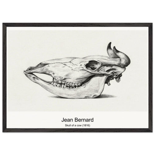 Skull of a cow (1816) by Jean Bernard. Archival Print on Museum Quality Matte Paper. Premium Wood Framed Wall Art. Optimised Aspect Ratio.