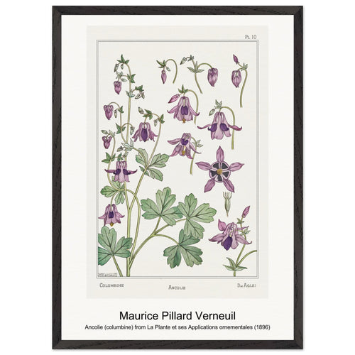 Ancolie (columbine) from La Plante et ses Applications ornementales (1896) by Maurice Pillard Verneuil. Archival Print on Museum Quality Matte Paper. Premium Wood Framed Wall Art. Original Aspect Ratio