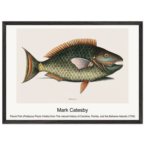 Parrot Fish (Psittacus Piscis Viridis) from The natural history of Carolina, Florida, and the Bahama Islands (1754) by Mark Catesby. Archival Print on Museum Quality Matte Paper. Premium Wood Framed Wall Art. Original Aspect Ratio