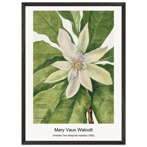 Umbrella Tree (Magnolia tripetala) (1932) by Mary Vaux Walcott. Archival Print on Museum Quality Matte Paper. Premium Wood Framed Wall Art. Original Aspect Ratio