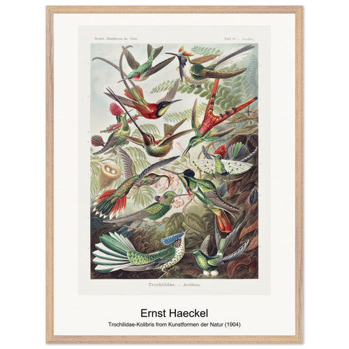 Trochilidae-Kolibris from Kunstformen der Natur (1904) by Ernst Haeckel. Archival Print on Museum Quality Matte Paper. Premium Wood Framed Wall Art. Original Aspect Ratio