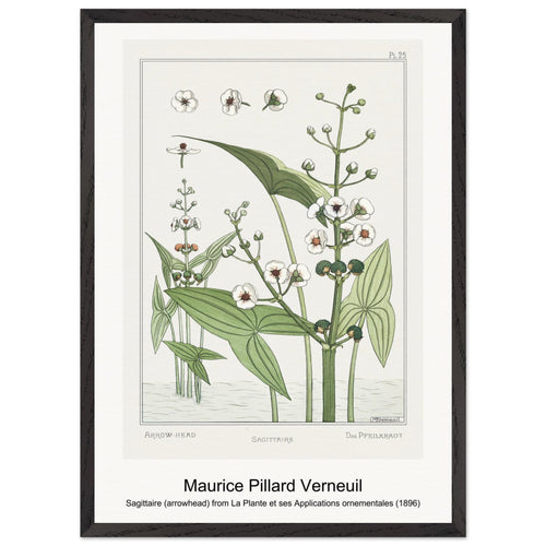 Sagittaire (arrowhead) from La Plante et ses Applications ornementales (1896) by Maurice Pillard Verneuil. Archival Print on Museum Quality Matte Paper. Premium Wood Framed Wall Art. Optimised Aspect Ratio.
