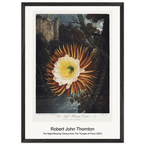 The Queen-Plant from The Temple of Flora (1807) by Robert John Thornton. Archival Print on Museum Quality Matte Paper. Premium Wood Framed Wall Art. Optimised Aspect Ratio.