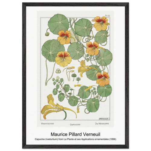 Capucine (nasturtium) from La Plante et ses Applications ornementales (1896) by Maurice Pillard Verneuil. Archival Print on Museum Quality Matte Paper. Premium Wood Framed Wall Art. Original Aspect Ratio