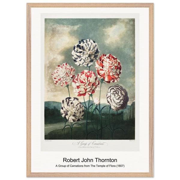 A Group of Carnations from The Temple of Flora (1807) by Robert John Thornton. Archival Print on Museum Quality Matte Paper. Premium Wood Framed Wall Art. Optimised Aspect Ratio.
