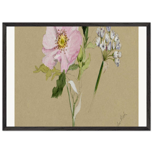 Flower Study (1876-1878) by Mary Vaux Walcott. Archival Print on Museum Quality Matte Paper. Premium Wood Framed Wall Art. Optimised Aspect Ratio.