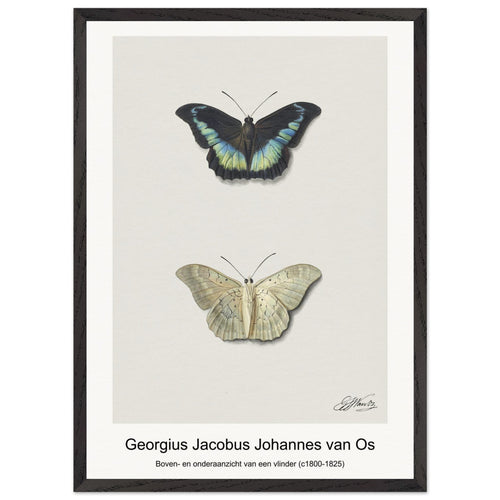Boven- en onderaanzicht van een vlinder (c1800-1825) by Georgius Jacobus Johannes van Os. Archival Print on Museum Quality Matte Paper. Premium Wood Framed Wall Art. Optimised Aspect Ratio.