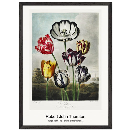 Cupid Inspiring Plants with Love from The Temple of Flora (1807) by Robert John Thornton. Archival Print on Museum Quality Matte Paper. Premium Wood Framed Wall Art. Optimised Aspect Ratio.