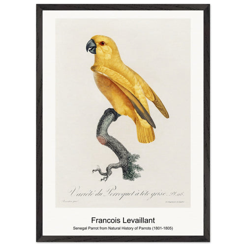 Senegal Parrot from Natural History of Parrots (1801-1805) by François Levaillant. Archival Print on Museum Quality Matte Paper. Premium Wood Framed Wall Art. Original Aspect Ratio