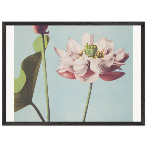 Beautiful photomechanical prints (1887-1897) by Ogawa Kazumasa. Archival Print on Museum Quality Matte Paper. Premium Wood Framed Wall Art. Optimised Aspect Ratio.