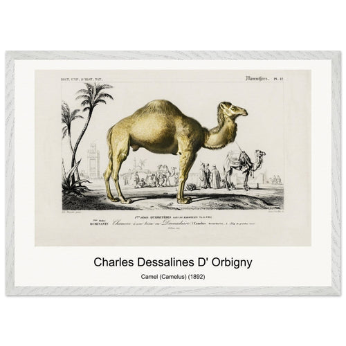Camel (Camelus) (1892) by Charles Dessalines D' Orbigny. Archival Print on Museum Quality Matte Paper. Premium Wood Framed Wall Art. Original Aspect Ratio