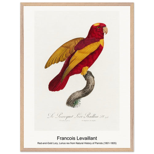 Red-and-Gold Lory, Lorius rex from Natural History of Parrots (1801-1805) by Francois Levaillant. Archival Print on Museum Quality Matte Paper. Premium Wood Framed Wall Art. Optimised Aspect Ratio.