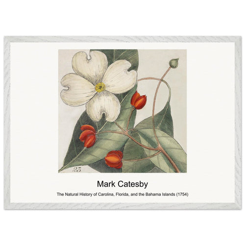 The Natural History of Carolina, Florida, and the Bahama Islands (1754) by Mark Catesby. Archival Print on Museum Quality Matte Paper. Premium Wood Framed Wall Art. Original Aspect Ratio