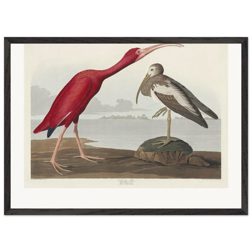 Scarlet Ibis from Birds of America (1827) by John James Audubon. Archival Print on Museum Quality Matte Paper. Premium Wood Framed Wall Art. Original Aspect Ratio
