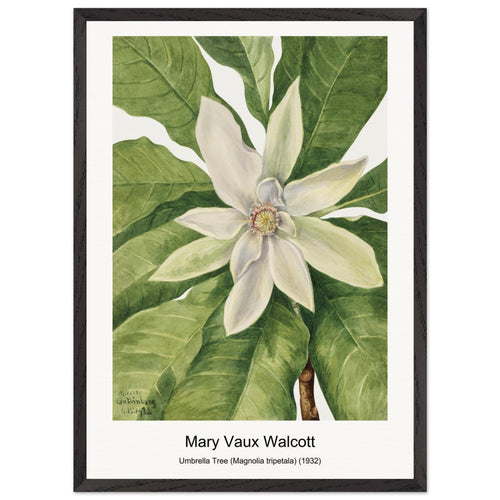 Umbrella Tree (Magnolia tripetala) (1932) by Mary Vaux Walcott. Archival Print on Museum Quality Matte Paper. Premium Wood Framed Wall Art. Optimised Aspect Ratio.