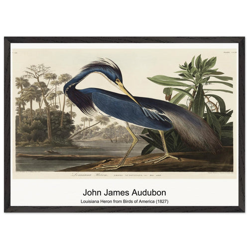 Louisiana Heron from Birds of America (1827) by John James Audubon. Archival Print on Museum Quality Matte Paper. Premium Wood Framed Wall Art. Optimised Aspect Ratio.
