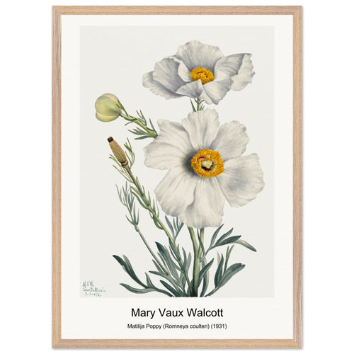 Matilija Poppy (Romneya coulteri) (1931) by Mary Vaux Walcott. Archival Print on Museum Quality Matte Paper. Premium Wood Framed Wall Art. Optimised Aspect Ratio.