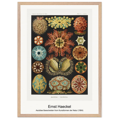 Ascidiae-Seescheiden from Kunstformen der Natur (1904) by Ernst Haeckel. Archival Print on Museum Quality Matte Paper. Premium Wood Framed Wall Art. Original Aspect Ratio