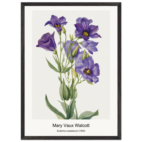 Eustoma russelianum (1930) by Mary Vaux Walcott. Archival Print on Museum Quality Matte Paper. Premium Wood Framed Wall Art. Optimised Aspect Ratio.