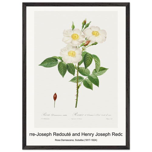 Choix des plus belles fleurs :et des plus beaux fruits (1833) by Pierre-Joseph Redouté. Archival Print on Museum Quality Matte Paper. Premium Wood Framed Wall Art. Optimised Aspect Ratio.