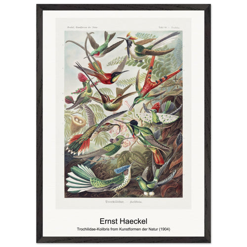 Trochilidae-Kolibris from Kunstformen der Natur (1904) by Ernst Haeckel. Archival Print on Museum Quality Matte Paper. Premium Wood Framed Wall Art. Optimised Aspect Ratio.