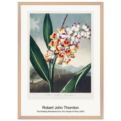 The Nodding Renealmia from The Temple of Flora (1807) by Robert John Thornton. Archival Print on Museum Quality Matte Paper. Premium Wood Framed Wall Art. Original Aspect Ratio