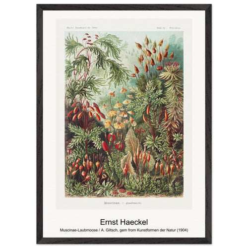 Muscinae-Laubmoose / A. Giltsch, gem from Kunstformen der Natur (1904) by Ernst Haeckel. Archival Print on Museum Quality Matte Paper. Premium Wood Framed Wall Art. Original Aspect Ratio