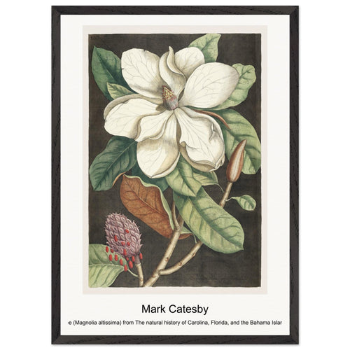 Laurel Tree (Magnolia altissima) from The natural history of Carolina, Florida, and the Bahama Islands (1754) by Mark Catesby. Archival Print on Museum Quality Matte Paper. Premium Wood Framed Wall Art. Original Aspect Ratio