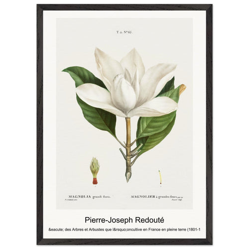 Madonna Lily from Choix des plus belles fleurs (1827) by Pierre-Joseph Redouté. Archival Print on Museum Quality Matte Paper. Premium Wood Framed Wall Art. Original Aspect Ratio