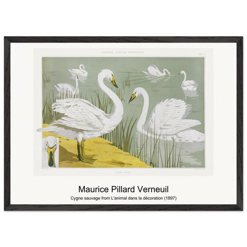 Cygne sauvage from L'animal dans la décoration (1897) by Maurice Pillard Verneuil. Archival Print on Museum Quality Matte Paper. Premium Wood Framed Wall Art. Original Aspect Ratio